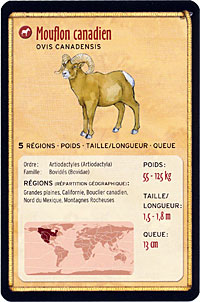 Mouflon Canadien