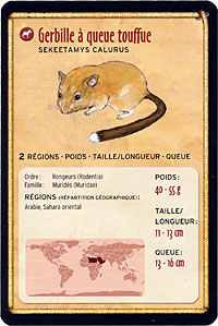 Gerbille à Queue Touffue